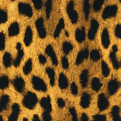 Cheetah Print Film-AP-033