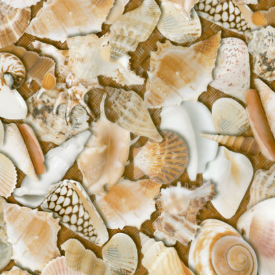 Sea Shells Film-LL-851